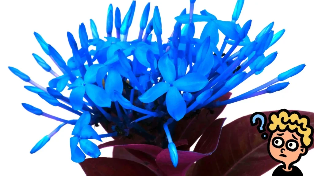 Flor azul estilizada com emoji de personagem confuso, ilustrando a dúvida comum sobre a existência da ixora azul.