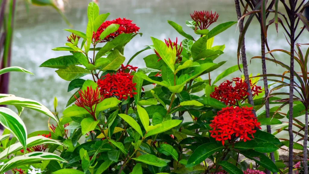 Ixora chinesa com flores vermelhas finas em jardim tropical ao lado de plantas ornamentais