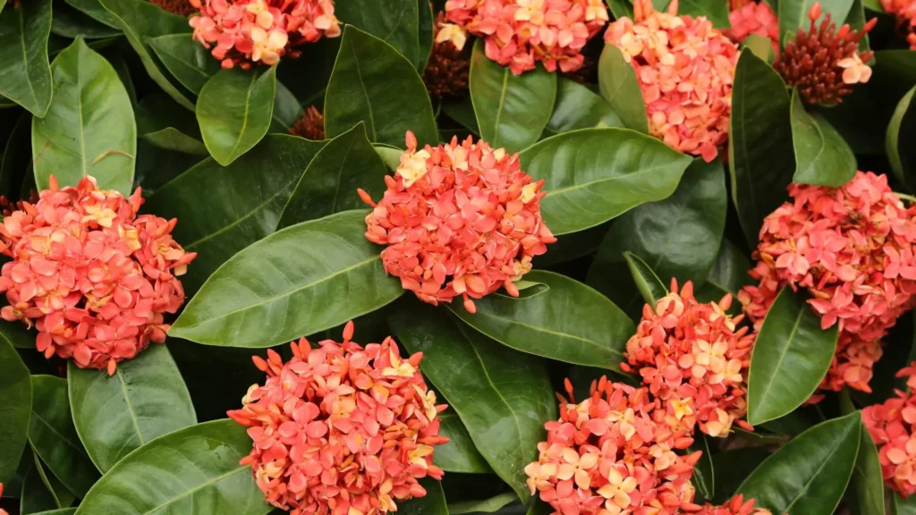 Ixora coccinea com flores vermelhas arredondadas e folhas largas verdes