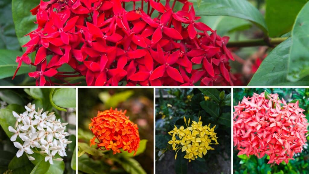 cores da flor ixora em diferentes tonalidades como vermelho, branco, laranja, amarelo e rosa