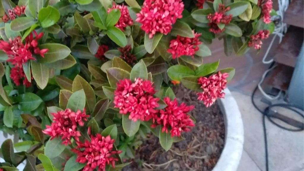 Arbusto de ixora com flores vermelhas plantado em vaso de cimento.
