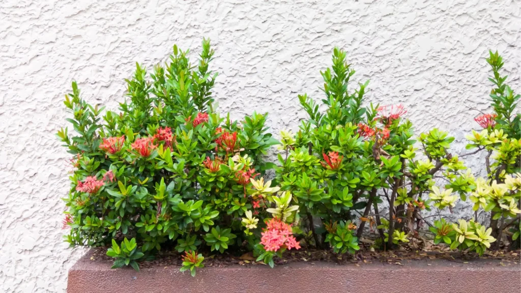 Arbustos de Ixora Mini com flores vermelhas e folhagem verde densa em floreira rente a uma parede clara.