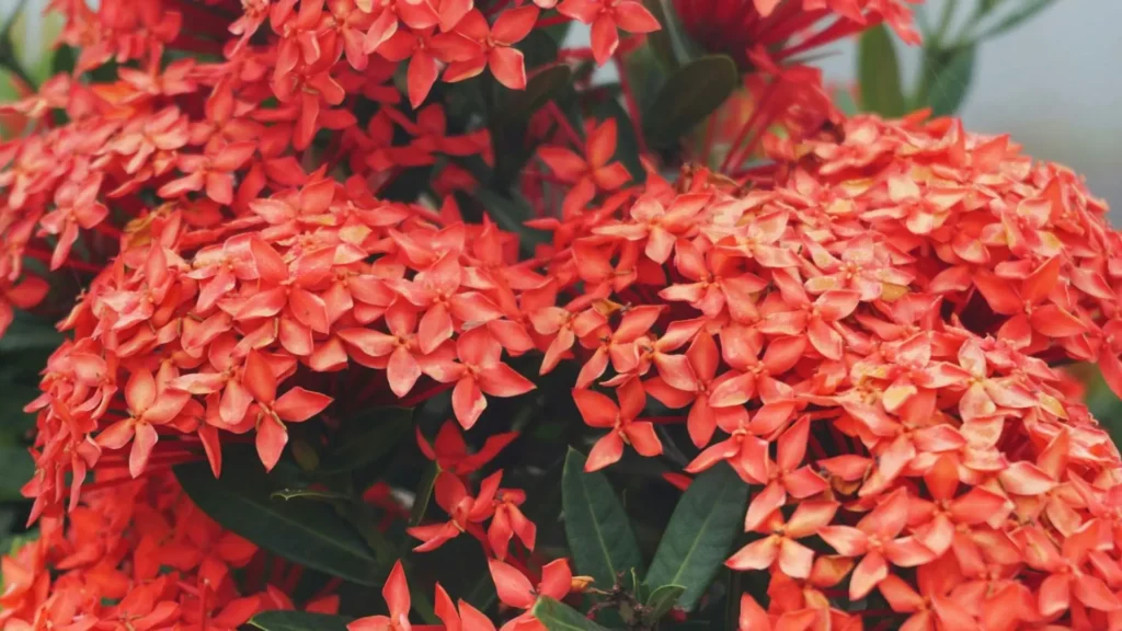 A ixora é considerada uma planta segura para humanos e animais, sem toxicidade conhecida. (Canva/Divulgação)