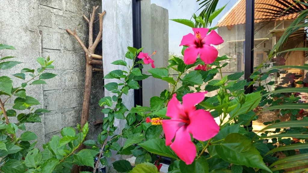 Hibiscos cor-de-rosa florescendo em um jardim tropical com folhagem verde ao redor de uma parede e janela refletindo a luz do sol.