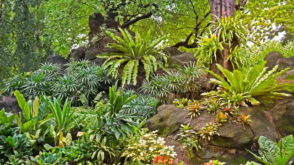 jardim tropical denso com várias folhagens exuberantes sobre rochas úmidas