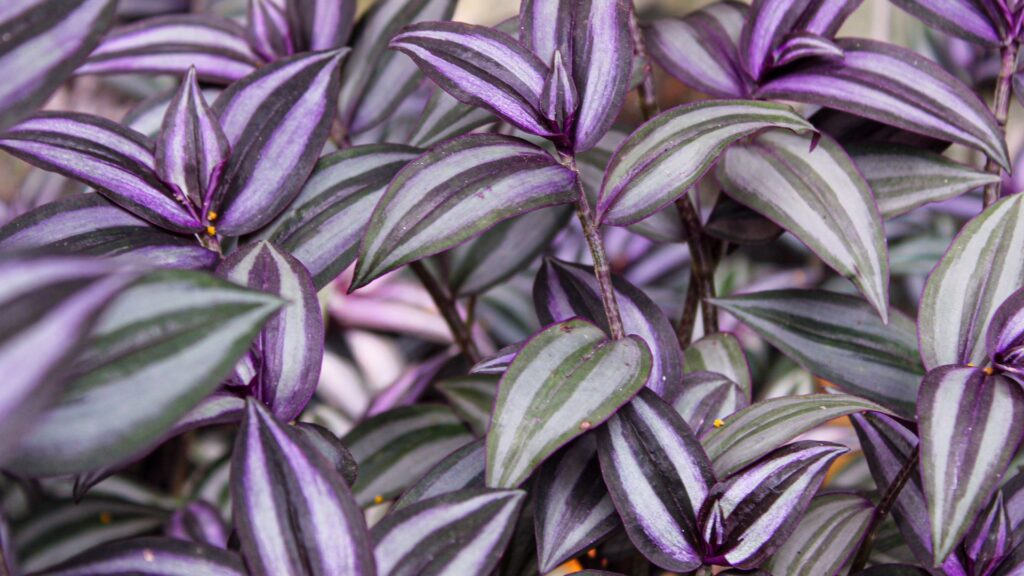 Folhagem do lambari-roxo (Tradescantia zebrina) com folhas em tons metálicos de roxo e prata, formando um tapete denso e ornamental.