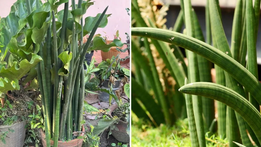 lança de São Jorge gigante com folhas longas, escuras e arqueadas
