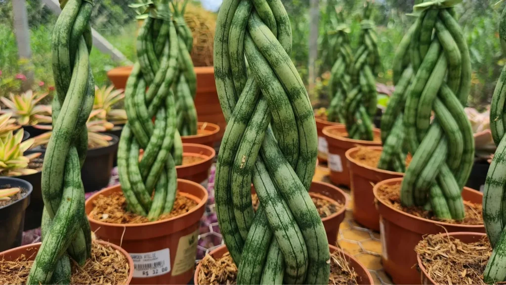 lance de São Jorge trançada em vasos, com folhas cilíndricas entrelaçadas
