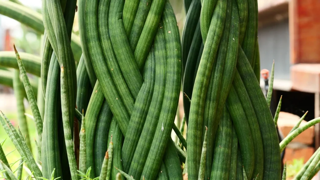 Lança de São Jorge trançada representando os diferentes tipos da planta.