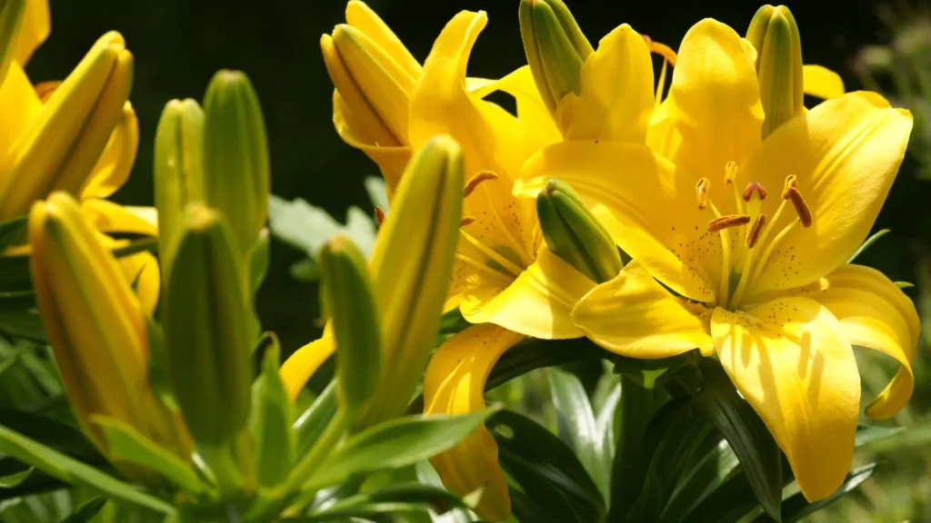 Lírio amarelo em plena floração sob luz natural, simbolizando alegria, prosperidade e boas energias no jardim.
