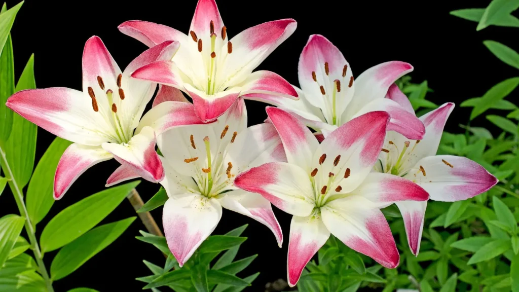 Lírios asiáticos em tons de branco e rosa, flores resistentes e coloridas que simbolizam vitalidade e elegância natural.
