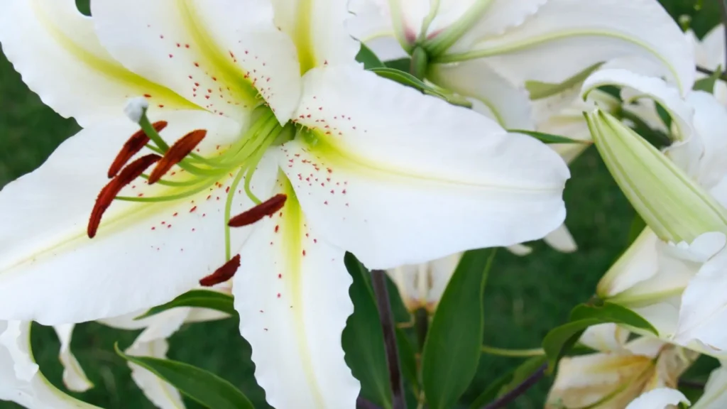 Lírio branco em plena floração, com pétalas puras e centro amarelado, símbolo de pureza, espiritualidade e serenidade.
