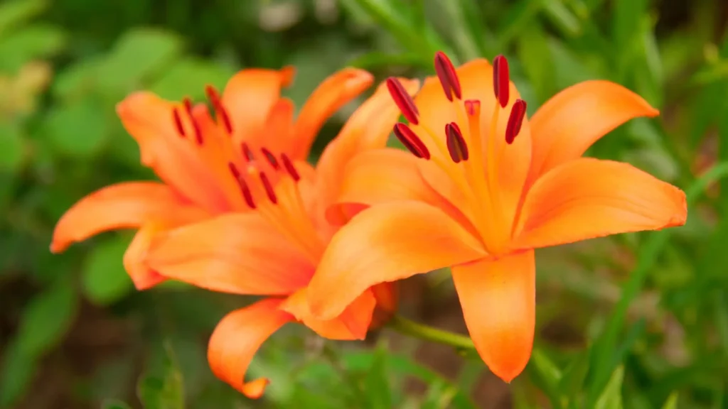 Lírios laranja com pétalas vibrantes e centro avermelhado, simbolizando energia, vitalidade e criatividade no jardim.
