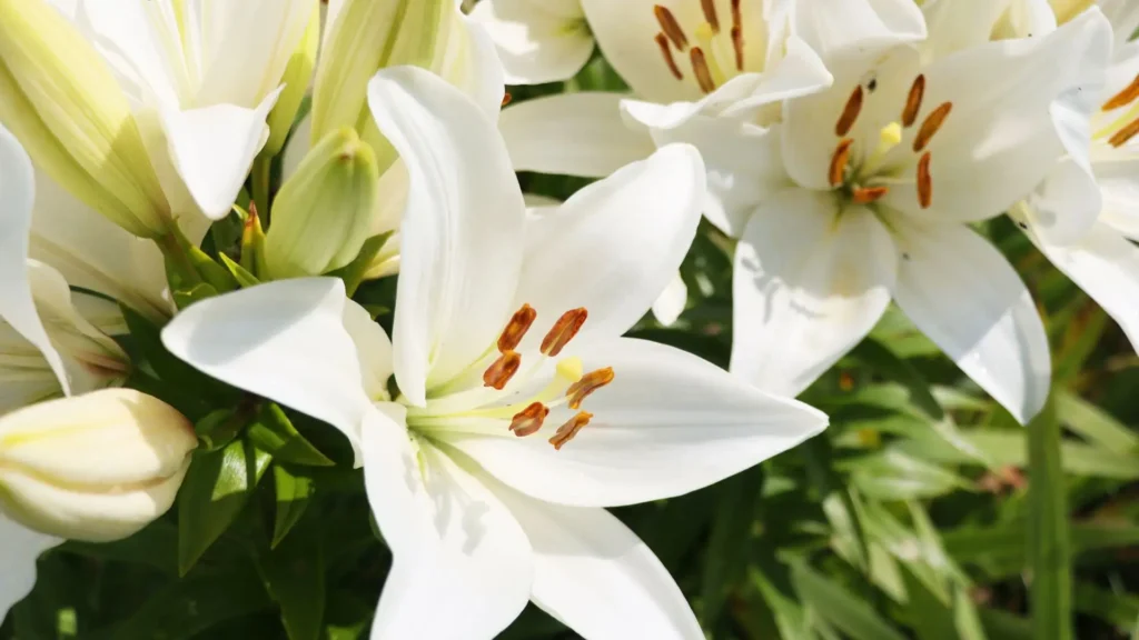 Lírio longuiflorum branco em plena floração, com pétalas delicadas e pistilos dourados, símbolo clássico de pureza e espiritualidade.
