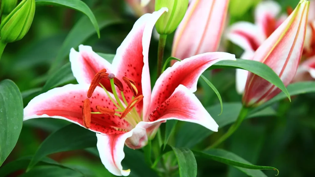 Lírio perfumado oriental em tons de vermelho e branco com pistilos alaranjados, simbolizando pureza, perfume e elegância no jardim. (Canva/Divulgação)