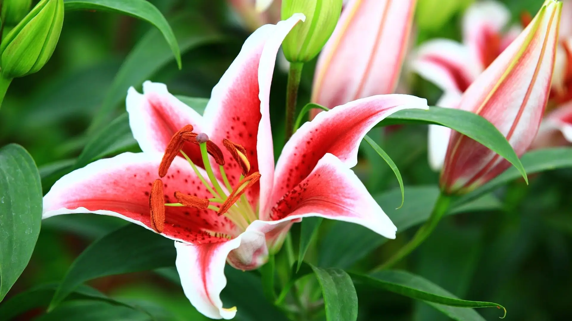 Lírio perfumado oriental em tons de vermelho e branco com pistilos alaranjados, simbolizando pureza, perfume e elegância no jardim. (Canva/Divulgação)