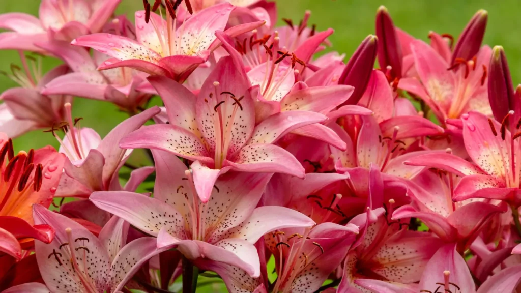 Lírio rosa em plena floração, com pétalas delicadas e tons suaves que simbolizam amor, carinho e gratidão.
