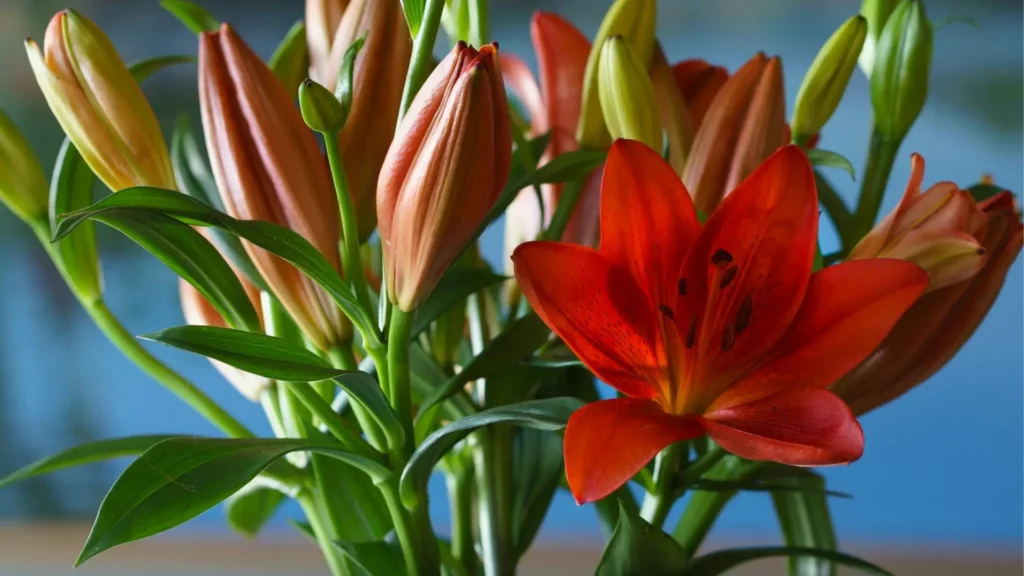 Lírio vermelho em destaque entre botões fechados, representando paixão, intensidade e força emocional.
