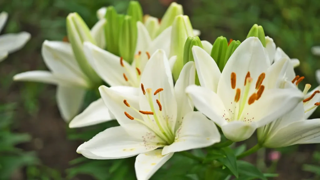 Lírios perfumados brancos com pistilos alaranjados em destaque, simbolizando pureza, espiritualidade e perfume natural.
