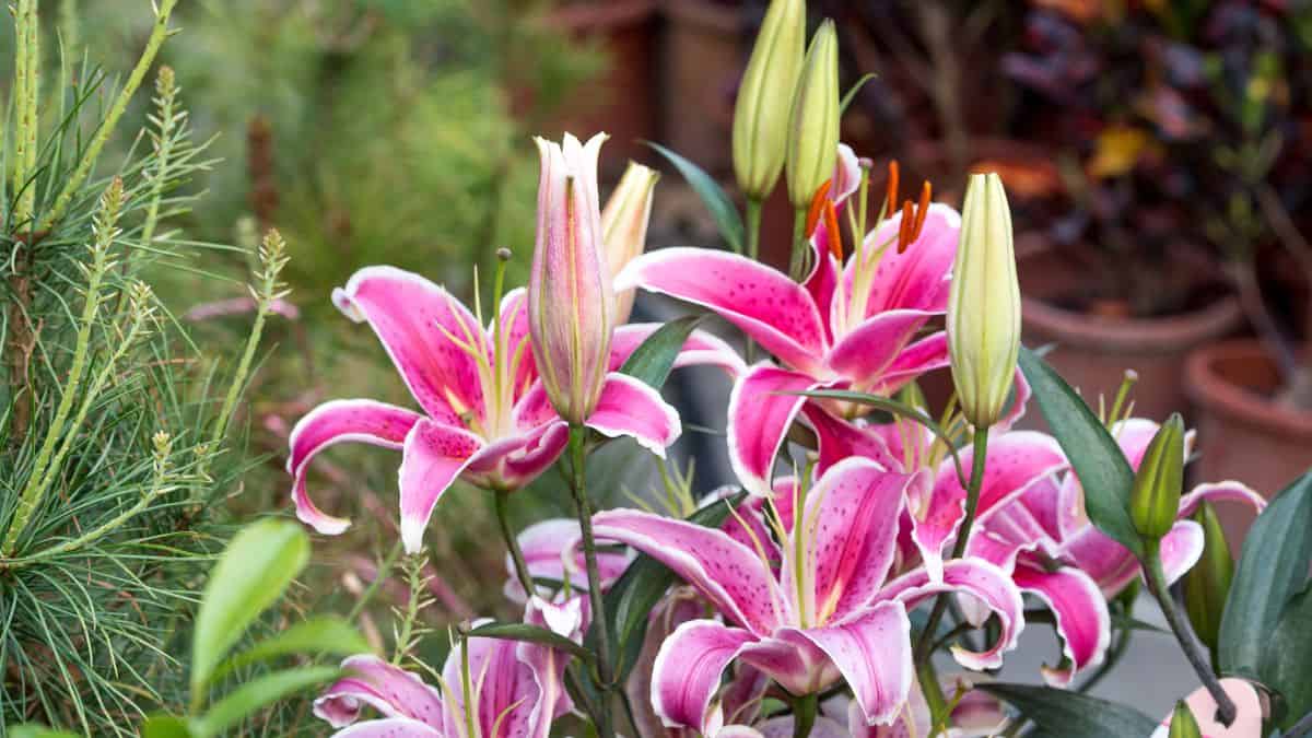 Lírios perfumados cor-de-rosa florescendo no jardim com pétalas abertas