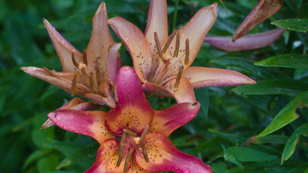Lírios em tons de rosa e pêssego após a floração, com pétalas úmidas e folhas verdes ao fundo, representando a fase de cuidados e manutenção da planta.