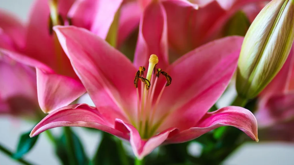 Close de lírio rosa em floração, com pétalas abertas e estames em destaque, representando o cultivo saudável que intensifica o perfume natural da flor.