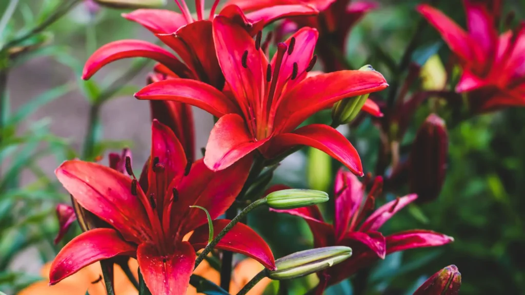Lírios vermelhos desabrochando em um jardim verde, simbolizando vitalidade e cuidados constantes no cultivo de flores perfumadas.