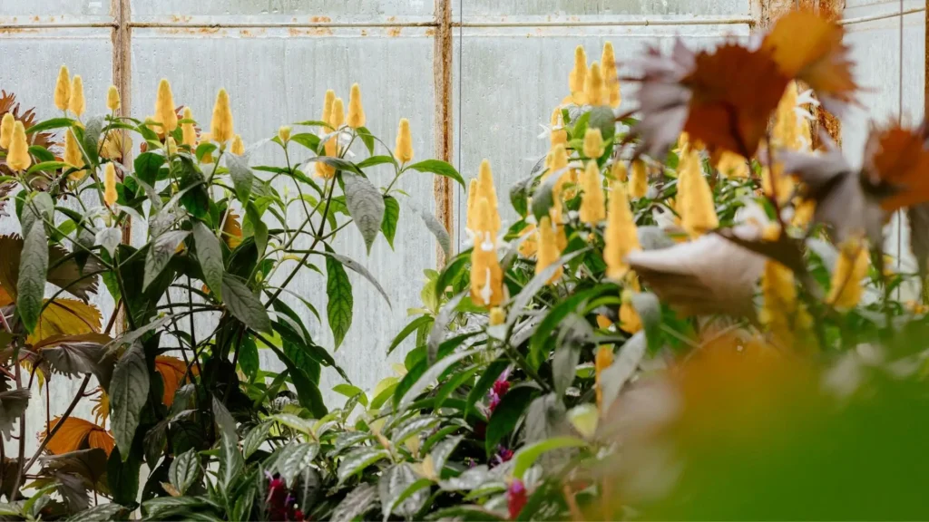 plantas camarão amarelo cultivadas em ambiente protegido com boa iluminação natural
