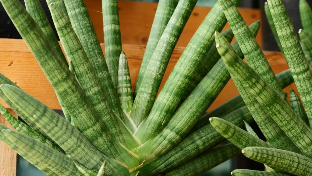 mini lança de São Jorge com folhas cilíndricas abertas em leque

