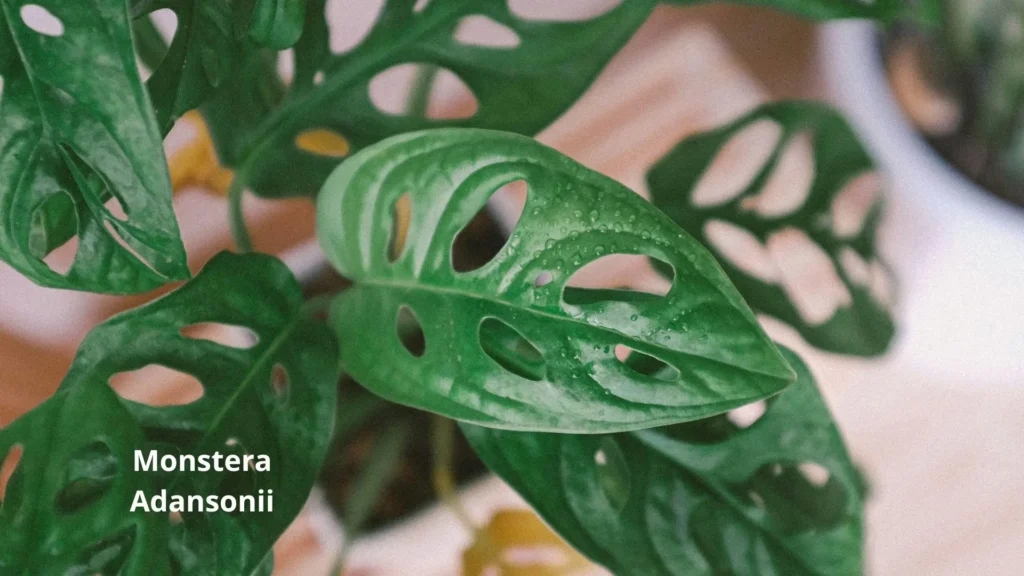 Folha da Monstera adansonii em close, mostrando seus furos característicos e superfície verde brilhante.