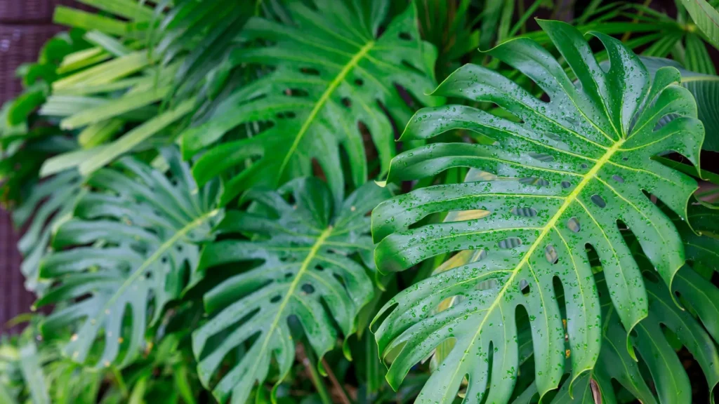 Folhas grandes e recortadas da planta Monstera deliciosa
