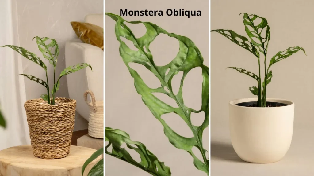 Três imagens mostrando diferentes ângulos da Monstera obliqua, planta rara com folhas extremamente finas e recortadas.
