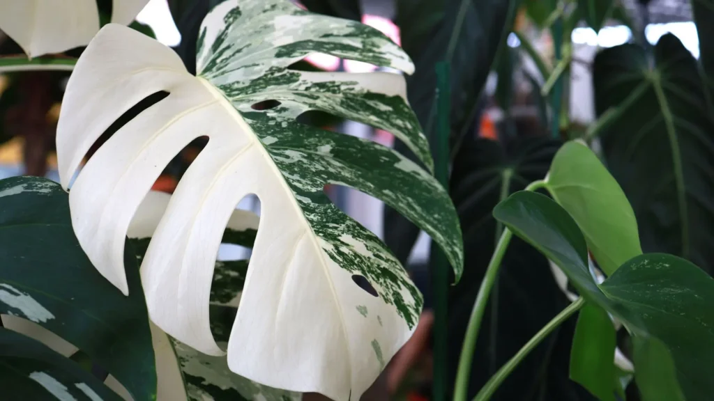 Folha de Monstera variegata com coloração branca e verde mesclada, mostrando detalhes da textura e dos recortes típicos da planta costela de adão.