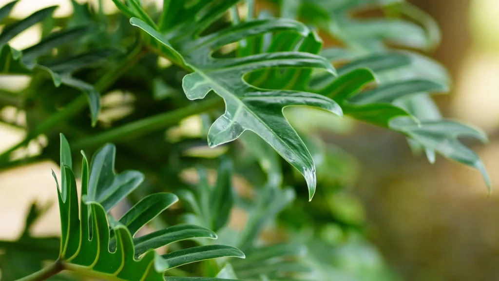 Folhagens verdes recortadas da planta Xanadu em destaque, mostrando detalhes das lâminas e textura natural.