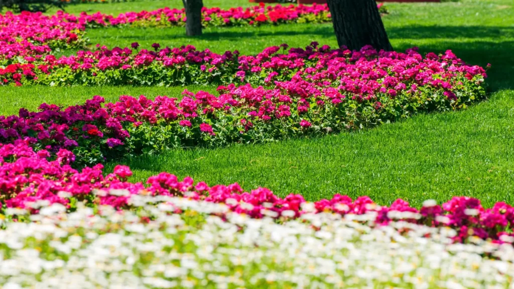 Canteiro com flores para canteiro de jardim formando bordas coloridas em um gramado verde.
