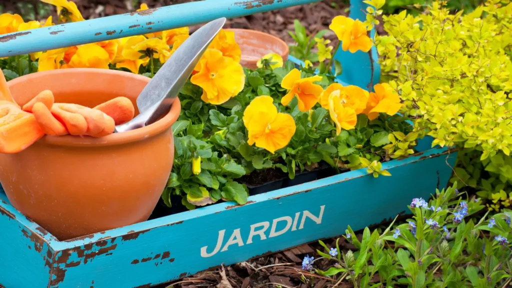 Mudas de flores amarelas com ferramentas de jardinagem em caixa azul.