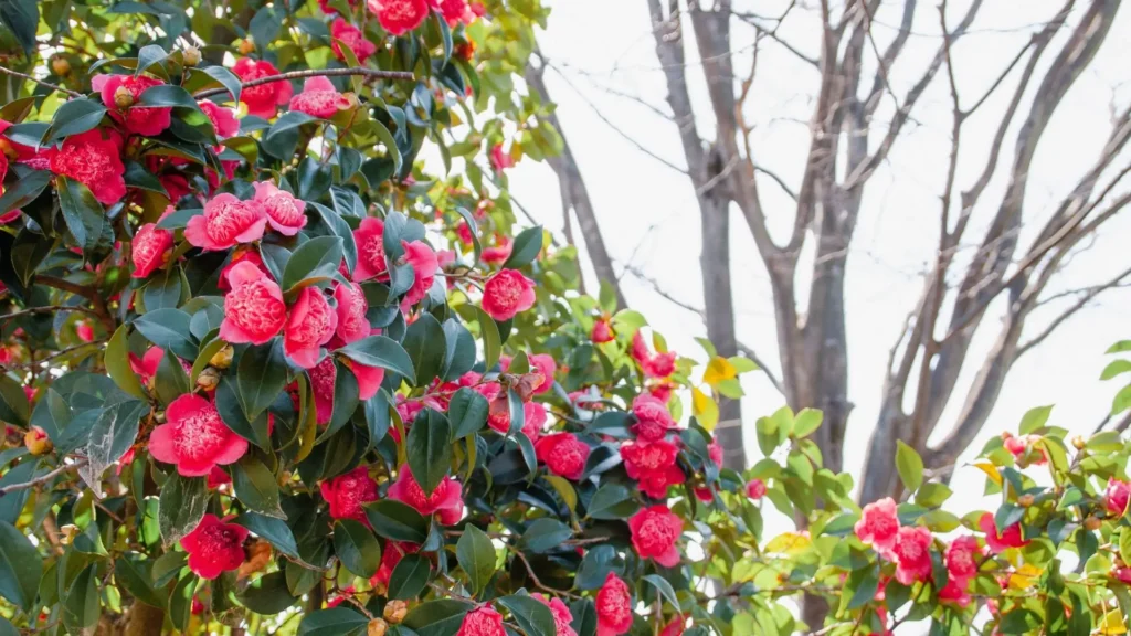 Arbusto de camélias vermelhas em plena floração, com galhos densos e folhas verdes brilhantes, sob a luz do inverno.