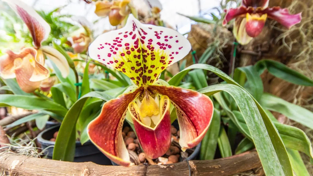 Orquídea tropical em close com pétalas coloridas exibindo detalhes de textura e forma