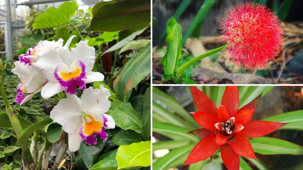 Colagem com orquídeas brancas e roxas, flor de Haemanthus vermelha e uma bromélia vermelha em destaque.