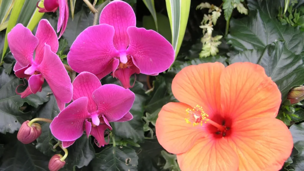 orquídeas rosas ao lado de uma flor de hibisco laranja em meio a folhagem tropical