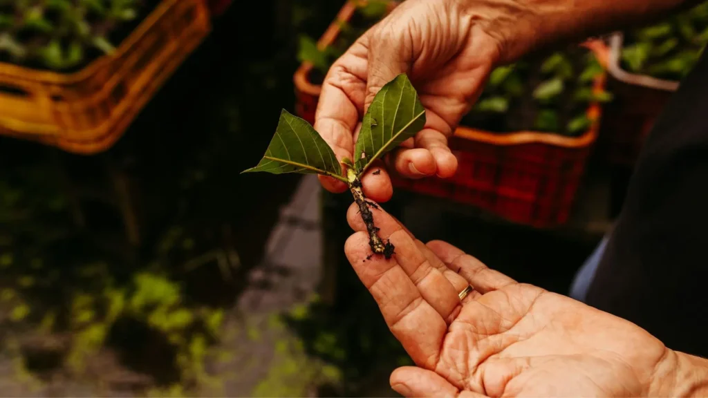 Pessoa segura muda com duas folhas e raiz exposta, pronta para plantio por estaquia.