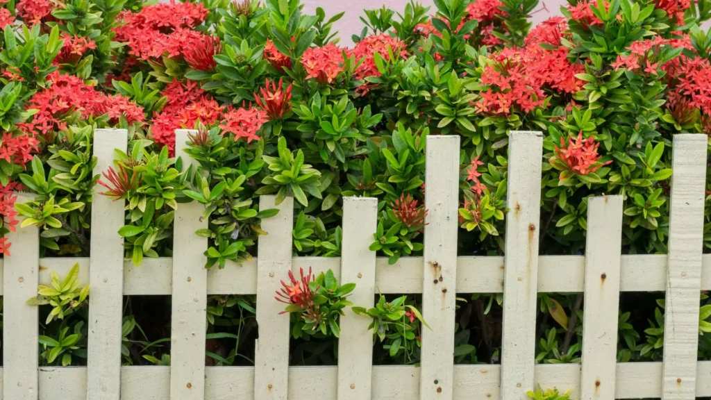 Arbusto de planta Ixora com flores vermelhas e folhas verdes crescendo atrás de uma cerca branca de madeira em um jardim tropical.