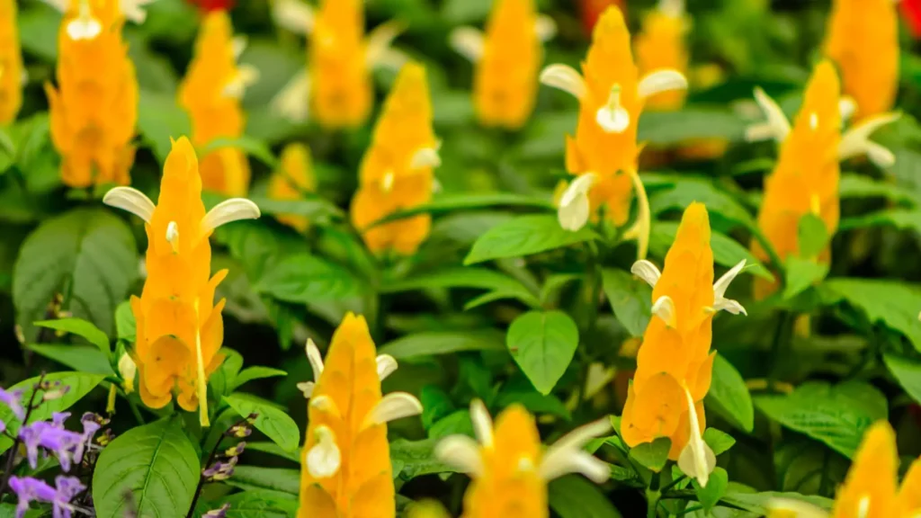 planta camarão amarelo saudável com flores amarelas sob sol e folhas verdes brilhantes
