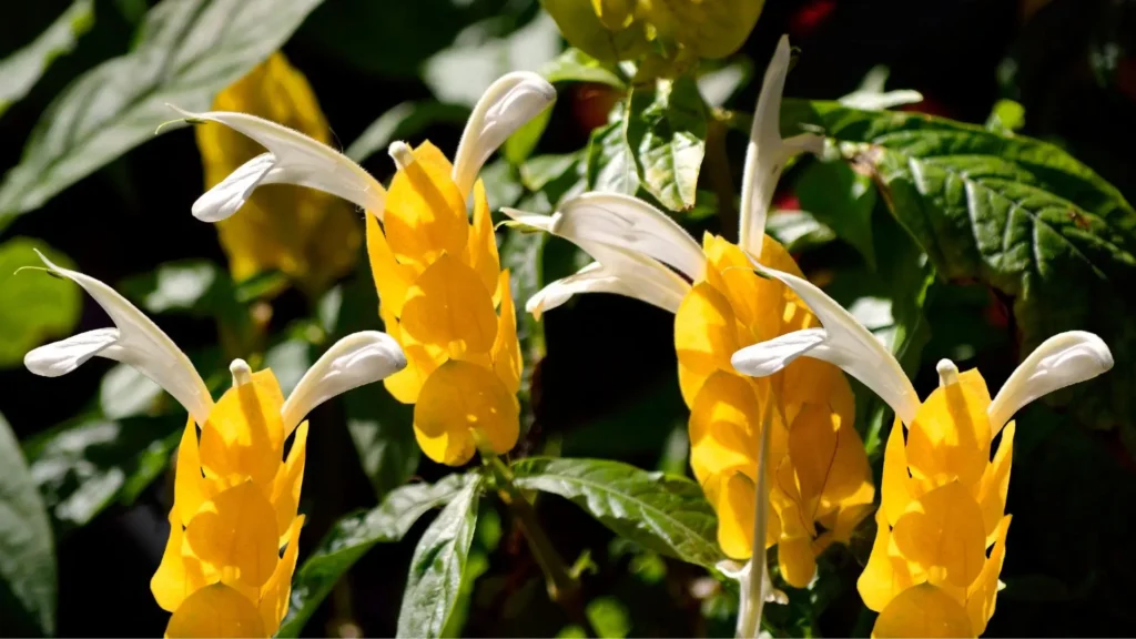 flores da planta camarão amarelo com brácteas douradas e pétalas brancas sob a luz natural
