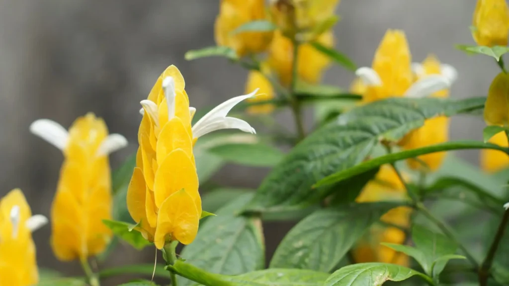 planta camarão amarelo com flores amarelas e brancas em destaque
