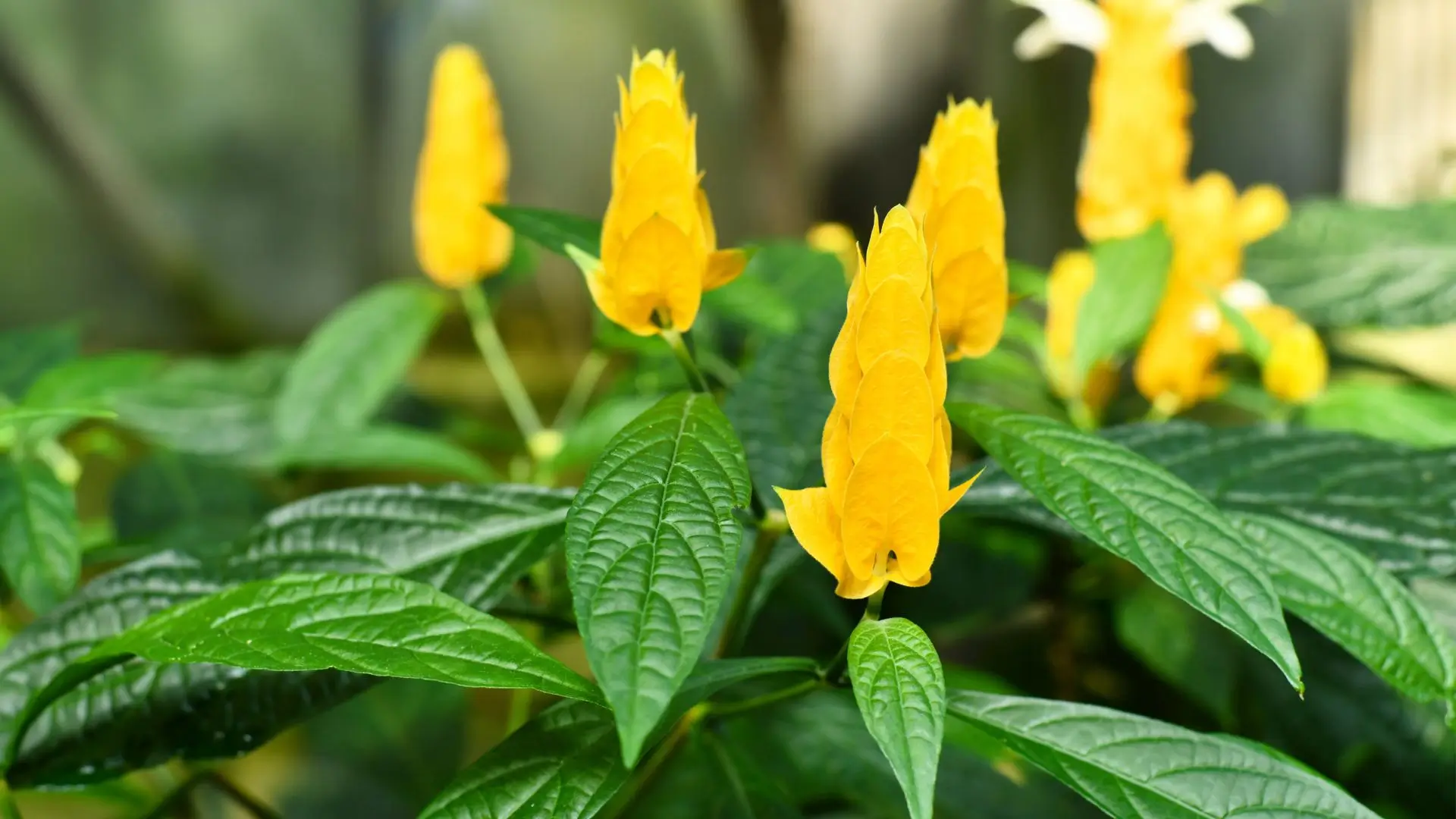 planta camarão amarelo com flores tropicais amarelas