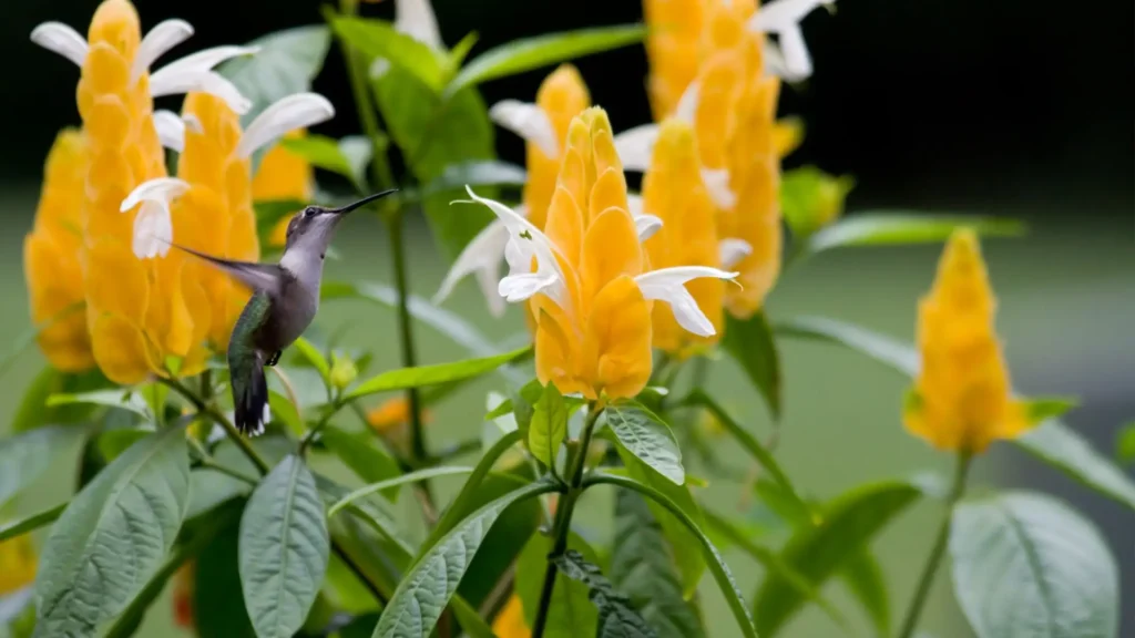 planta camarão amarelo em habitat natural com beija-flor se alimentando
