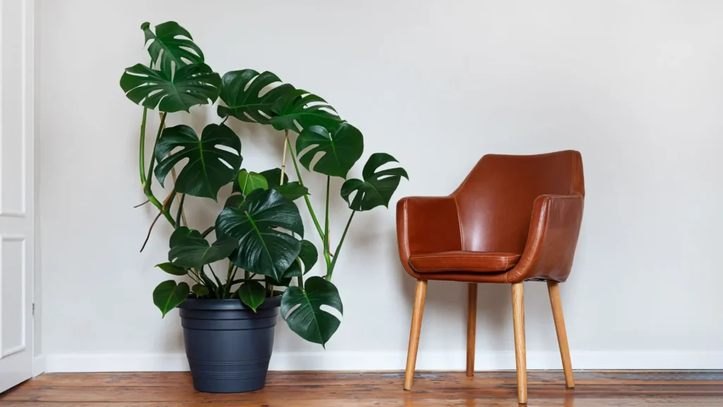 Planta costela de adão em vaso dentro de casa ao lado de uma poltrona
