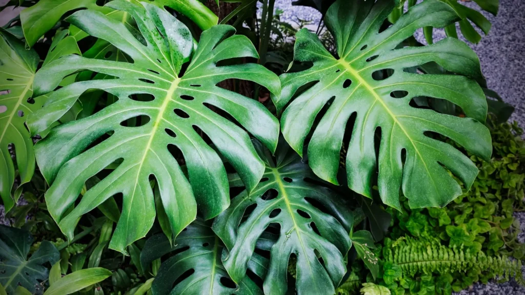 Folhas grandes e verdes da planta costela de adão em destaque