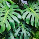 Folhas grandes e verdes da planta costela de adão em destaque